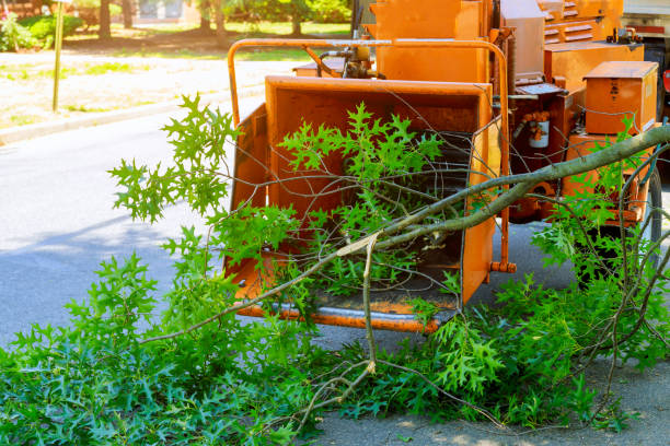 Professional Tree Services in Zion, PA