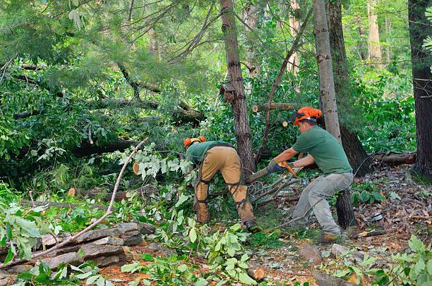 Landscape Design and Installation in Zion, PA